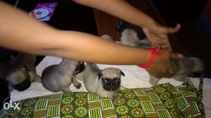 Pug puppies for sale. both sire and dam photos