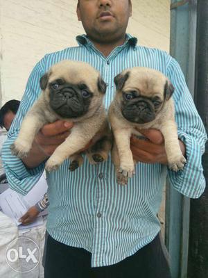 Pug puppies for sell in delhi near saket metro station delhi