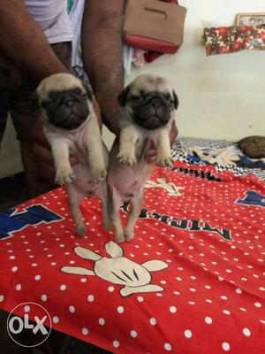Pug pups available in low price