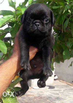 Pugs Black Color and Fawn Color Lhasa Apso Puppies