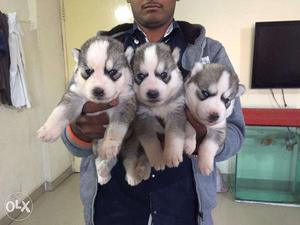 Puppies Chow Chow, Bulldog, Husky, Newfoundland, Akita,