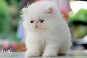 Pure Long Fur Persian cat kitten lovely colors sale.in
