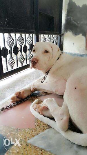 Pure Pakistani bully male pup show quality Age 5