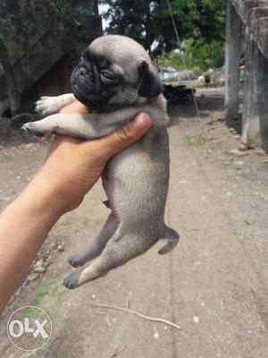 Pure and top quality pug male puppy cute for sell