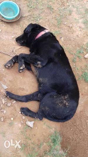 Pure bread of labrador Retriever