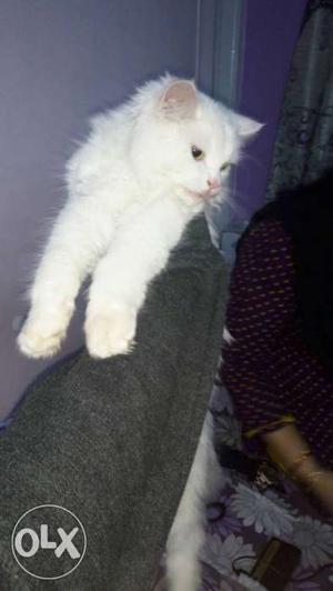 Pure breed white male Persian cat 6months old