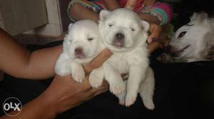 Pure pomereain puppies available at Rs. . for