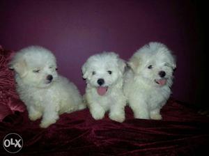 Quality Lhasa Apso Puppies