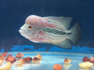 Red And White Male Flowerhorn