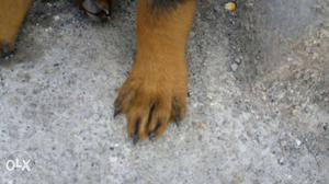 Rottweiler female puppy with active blood line