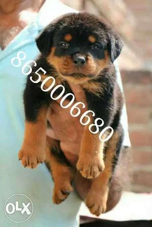 Rottweiler male puppy available in pure quality.