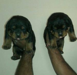 Rottweiler only for qualty puppy I have