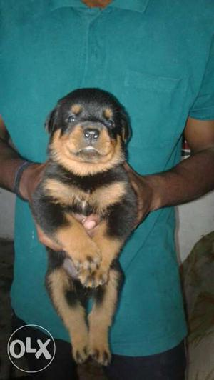 Rottweiler puppy with KCI certificate