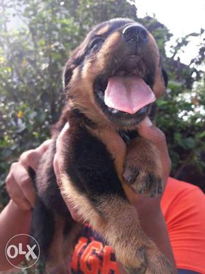 Rottwiller puppy. My home breed, Broad head,