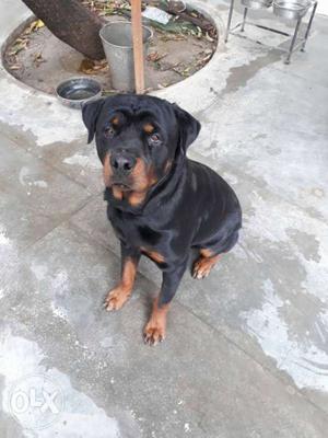 Rotweiler male available for mating