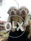 Shoe quality LAB MALE Puppies Available Pure breed