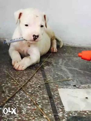 Short Coated White pitbull Puppy top quality