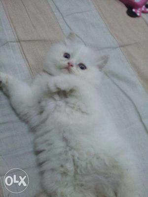 So Very Beautiful Persian cat and kitten for sale.in