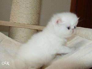 So beautiful so nice Persian Kitten and cat for sale in