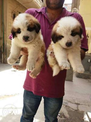 St Bernard very good quality puppies availaible.