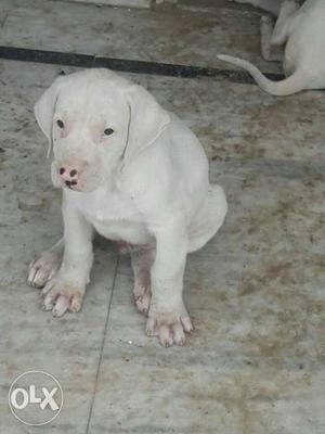 Superb quality pak bully pup available Both
