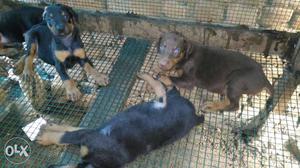 Three Dobberman Puppies