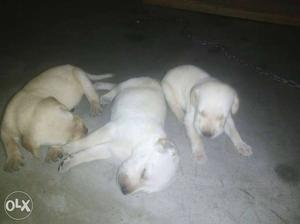 Three Short Coat White Puppies