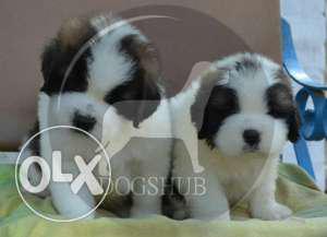 Top (Dogs) qwality (Dogs) saint pupps 26 days B