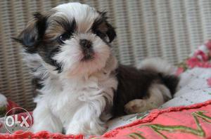 &Tricolor Shih Tzu Puppies& avable pure breed import quality