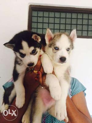 Two Black And Tan Siberian Husky Puppies