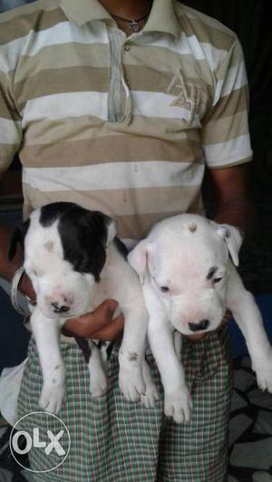 Two Black And White Short Coated Puppies
