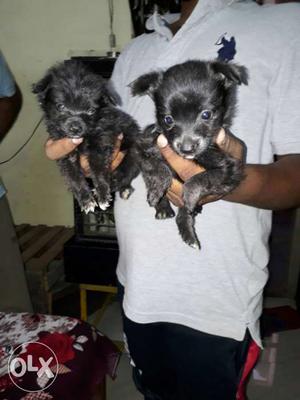 Two Black Long Coated Puppies