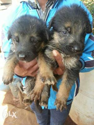 Two Black-and-tan German Shepherd Puppies