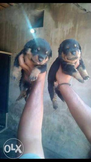 Two Black-and-tan Rottweiler Puppies