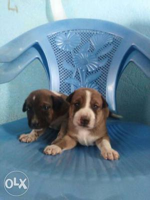 Two Tan-and-white Short Coat Puppies