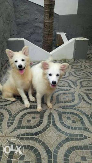 Two White Medium Coated Dogs