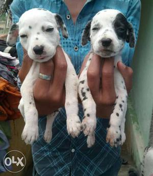 Two White-and-black Dalmatian Puppies