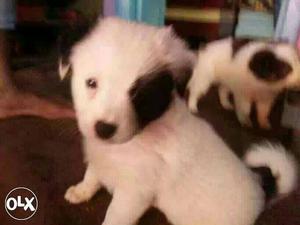 Two male border collie pups pure breed healthy and very cute