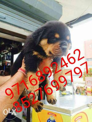 Unmatcheable breed Rottweiler puppies and all
