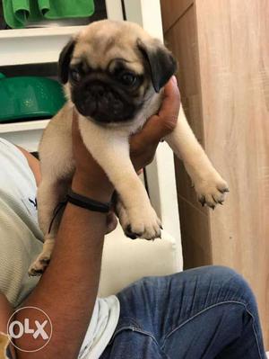 Very active and healthy pug puppies available at SURAT
