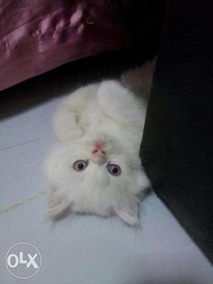 Very sweets Persian cat and kitten for sale.in lakhnow
