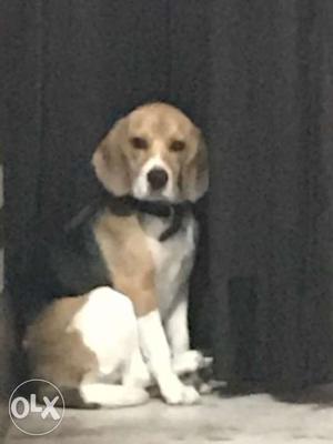 Want Male Beagle For Mating/cross