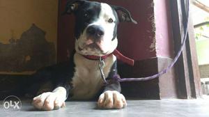 White And Black American Pitbull Terrier