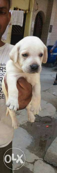 White Coated labrador Puppie all breed pupp available