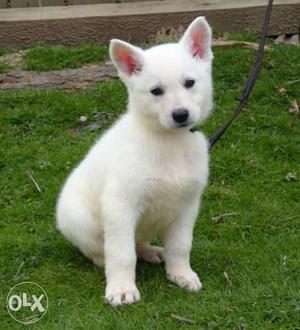 White German Shepherd Male Pup For Sale At Punjab Pet's