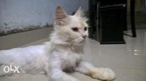 White Persian cat male 10 month old and very