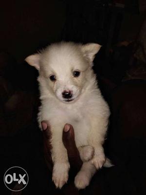 White Pomerinian dog male