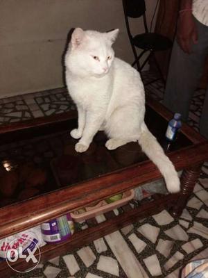 White Short-furred Cat