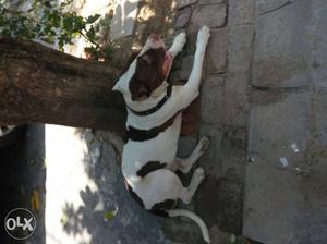 White,black, And Brown Short Coated Dog