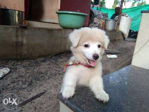 White puppy for sale